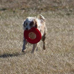 Fish - Border Collie