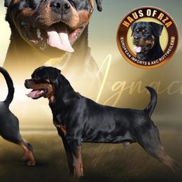 Ignacio - Rottweiler