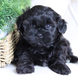 Maltipoo, Shichon, and Shihpoo Puppies from Timbercreek Puppies
