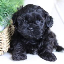 Maltipoo, Shichon, and Shihpoo Puppies from Timbercreek Puppies