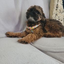 Maltipoo and Poodle All Grown Up from Poodles Are Mixy