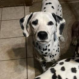 Air Heads- Purple LUA - White and black female Dalmatian puppy in Claremore, Oklahoma from Lotsofdots Dalmatians
