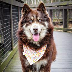 Sydra - Siberian Husky