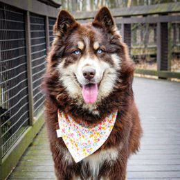 Sydra - Siberian Husky