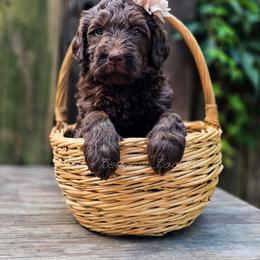 Sierra - Chocolate female Goldendoodle puppy in Centreville, Mississippi from Trin's Designer Doodles