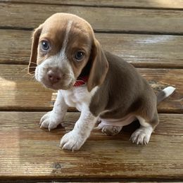 Pocket Beagle Male - Brown white and tan male Beagle puppy in Gentry, Arkansas from HC Puppy Ranch