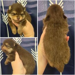 Teddy - Chocolate and tan male Pomeranian puppy in Washington, North Carolina from Grace's Poms🐾💕
