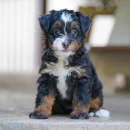 Cider - Tri-color female Bernedoodle puppy in Dundee, Ohio from Down Home Doodle