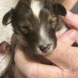 Ursus - Sable and white male Shetland Sheepdog puppy in New Waterford, Ohio from Georgina's Shetland Sheepdog
