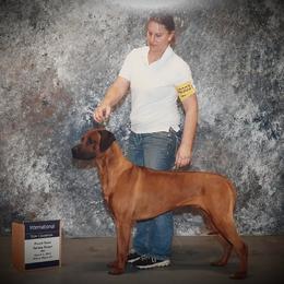 Roo - Rhodesian Ridgeback