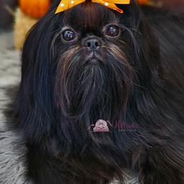 Sparkles - Shih Tzu