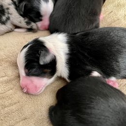 Toy Australian Shepherd Puppies from Slo Toy Aussies at Antonia