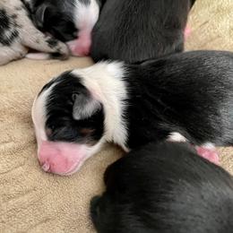 Toy Australian Shepherd Puppies from Slo Toy Aussies at Antonia