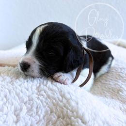 Brown - Tri-color male Bernedoodle puppy in Rockwall, Texas from Glory Doodles