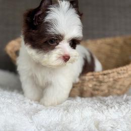 Miles - Chocolate, tan and white male Yorkshire Terrier puppy in Hardin, Texas from Katrinas puppies