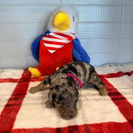 Saudi Arabia - Merle female Goldendoodle puppy in Houston, Texas from Were The Mack'Doodles