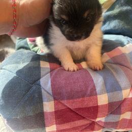 Girl 1 - Tri-colored female Pomeranian puppy in Somerset, Kentucky from Perez Pomeranians