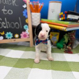 Lewis - Black and white male Sheepadoodle puppy in Willacoochee, Georgia from Kitandkboodle's Doodles