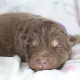 Hazelnut - Red and white female Alaskan Malamute puppy in Independence, Virginia from New River Valley Malamutes
