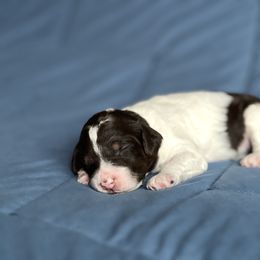 Aussiedoodle Puppies from JK Mini Doodles