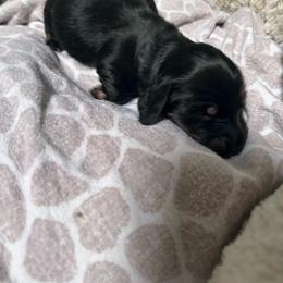 Meet Leo - Black and tan male Dachshund puppy in Proctor, Montana from Blue Star Dachshunds