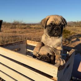 Jasper (blue collar) - Fawn male Pug puppy in Hereford, Arizona from Broken Road Ranch Pugs