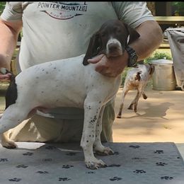 Boy 2 - Liver male German Shorthaired Pointer puppy in Dahlonega, Georgia from Pointer Mountain Bird Dogs