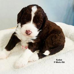 Kodiak- Male Reservation 1 - Brown and white male Sheepadoodle puppy in Spokane, Washington from Downriver Doodles