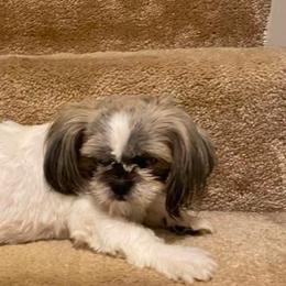 Journey - Shih Tzu