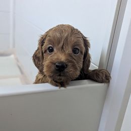 Eaton - Red male Cavapoo puppy in Anaheim, California from West Coast Cavapoos