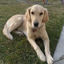 Jude - Golden Retriever