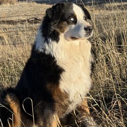 Ben - Australian Shepherd