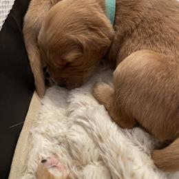 Golden Retriever Puppies from Tradershire Goldens