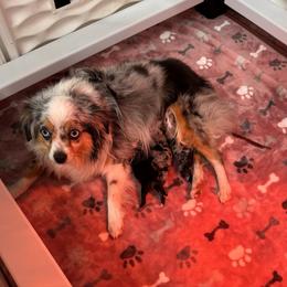 Australian Shepherd puppies from Chisholm Trail Kennels