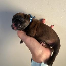 Blue - Fawn male Boxer puppy in West Haven, Utah from Shalyce's Boxers