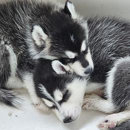 Pomsky Puppies from Peoria Pomskies