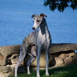 Ivy - Whippet