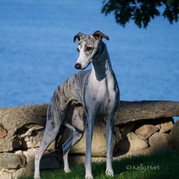 Ivy - Whippet