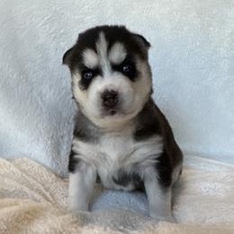 Blaire (Light Pink) - Black and white female Siberian Husky puppy in Ellijay, Georgia from Appalachian Siberians LLC