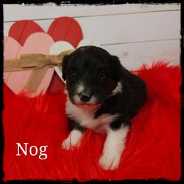 Nog - Black and white male Sheepadoodle puppy in Farley, Iowa from Iowa's Doodle Co.