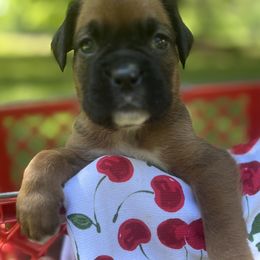 Girl 1 - Fawn female Boxer puppy in Plainwell, Michigan from Hope's Beautiful Boxers