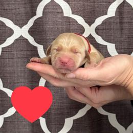 Red - Noble - Golden male Golden Retriever puppy in Cadillac, Michigan from K & M Golden Retrievers