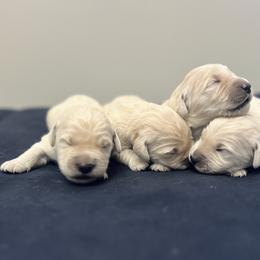 Golden Retriever Puppies from Clover Creek Goldens