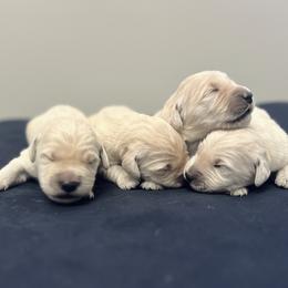 Golden Retriever Puppies from Clover Creek Goldens