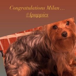 Yorkshire Terriers from Maxx & Milan