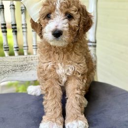 Goldendoodle Puppies from Ivy’s Doodles