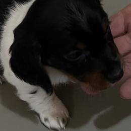 Emerald - Piebald female Dachshund puppy in Poplarville, Mississippi from Sarah’s Darling Dachshunds