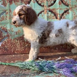 Bernedoodle, Goldendoodle, and Poodle Puppies from Wagging Tailz