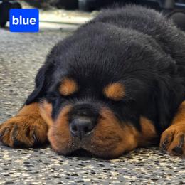 Blue boy - Black and mahogany female Rottweiler puppy in Lake City, Florida from Haus Der Wut Kennels