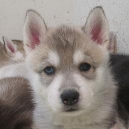 Silo - Gray and white female Siberian Husky puppy in Middlebury, Vermont from Rebel Huskys